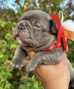 Cersei's World Frenchies, French Bulldog Breeder, French Bulldog, Frenchies, Frenchie puppies, French Bulldog puppies in Florida, Miami
