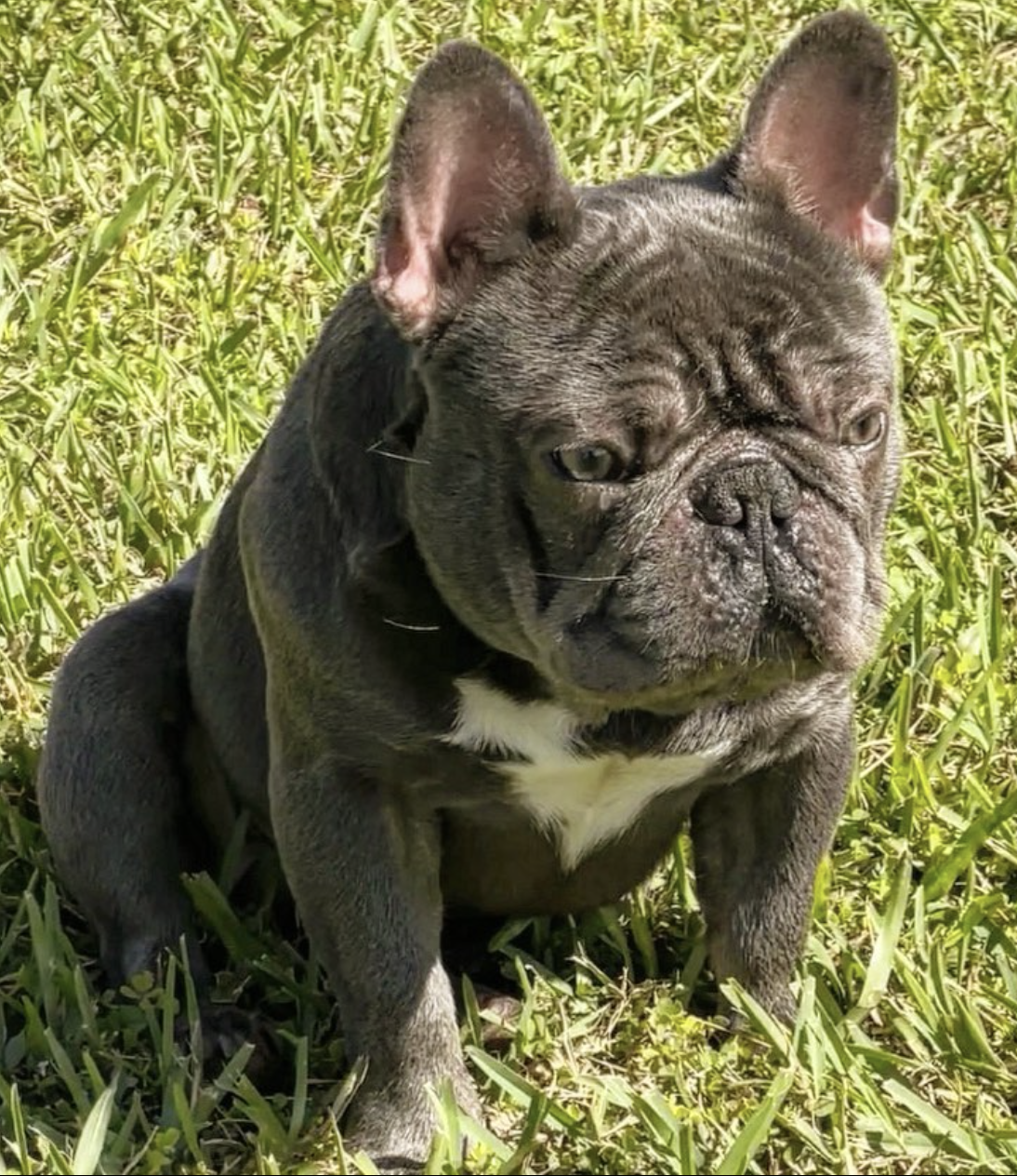 Cersei's World Frenchies, French Bulldog Breeder, French Bulldog, Frenchies, Frenchie puppies, French Bulldog puppies in Florida, Miami